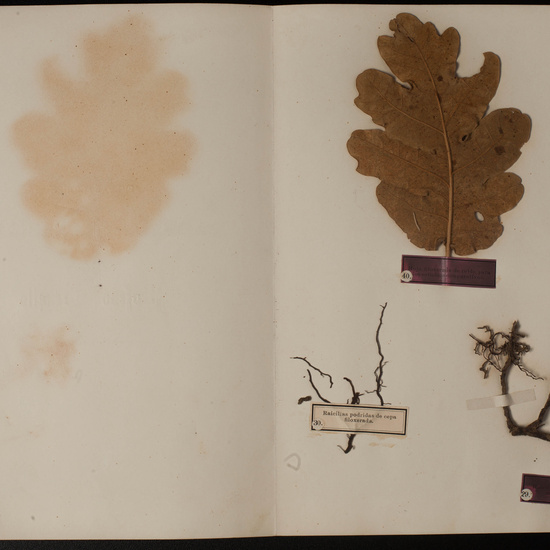 IES_SANISIDRO_MUSEO_Botanica_062