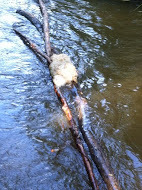 Inspeccion rio guadarrama 3