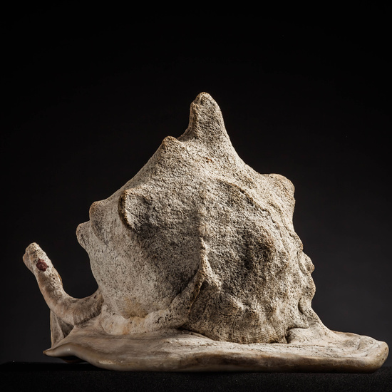 IES_CARDENALCISNEROS_CONCHAS_033