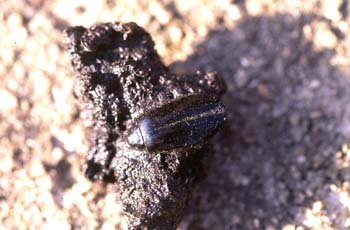 Coleóptero acuático en brea (Insecto) Pleistoceno