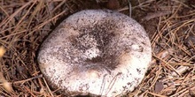 Russula delica