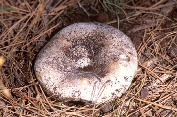 Russula delica