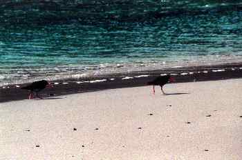 Pájaro Torea-Pango, Nueva Zelanda