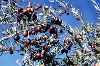 Rama de olivo - Valverde de Leganés, Cáceres