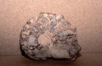 Mammites sp. (Molusco-Ammonites) Triásico