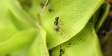 Mosca atrapada en planta carnívora (Diptera Ord.)