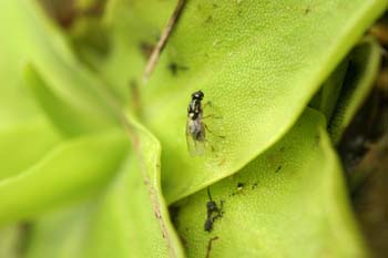 Mosca atrapada en planta carnívora (Diptera Ord.)