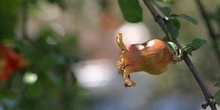 Granado - Fruto (Punica granatum)