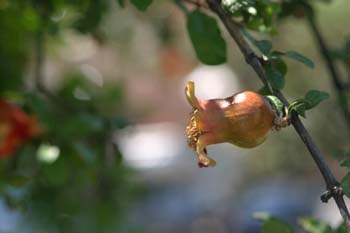 Granado - Fruto (Punica granatum)