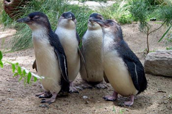 Pingüinos, Parque Nacional Uluru, Australia