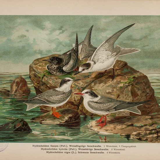 IES_CARDENALCISNEROS_AVES_LAMINAS_092