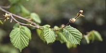 Avellano - Hojas (Corylus avellana)