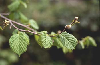 Avellano - Hojas (Corylus avellana)