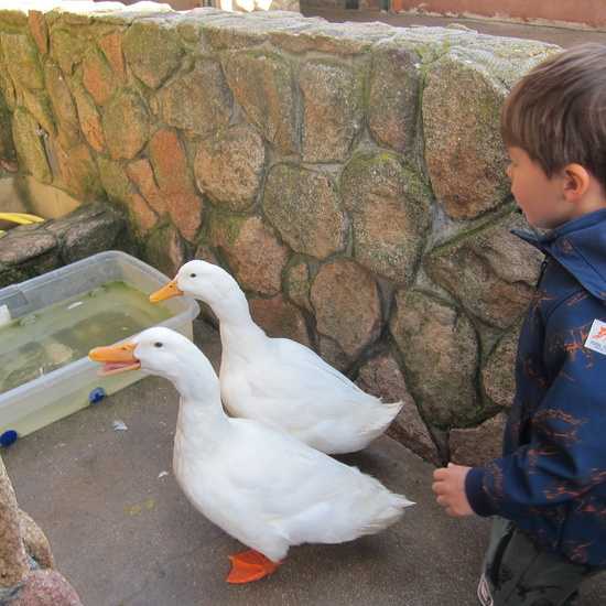 Granja Escuela Educación Infantil Curso 2017-18_2 14
