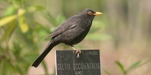 Mirlo común - Macho (Turdus merula)