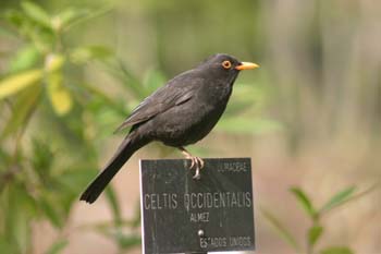 Mirlo común - Macho (Turdus merula)