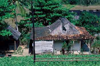 Plantación tropical