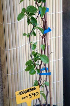 Trepadora entutorada