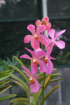 Catleya, Jardín botánico, Java, Indonesia