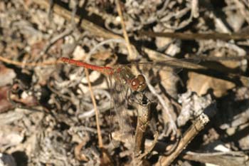 Libélula flecha roja (Sympetrum sanguineum)