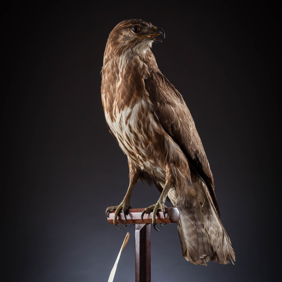 IES_SANISIDRO_MUSEO_Aves_075