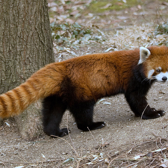 Panda rojo o panda menor (Ailurus fulgens)