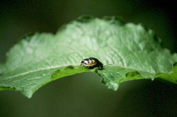 Escarabajo de la patata (Leptinotarsa decemlineata)