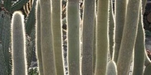 Cleistocactus tupizensis