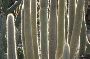 Cleistocactus tupizensis