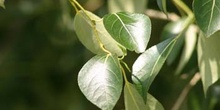 álamo chino (Populus simonii)