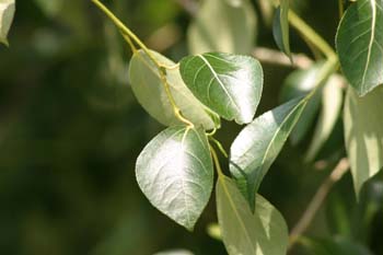 álamo chino (Populus simonii)