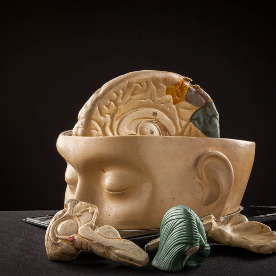 IES_ISABELLACATOLICA_ANATOMIA_011