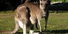 Canguro gris, Australia