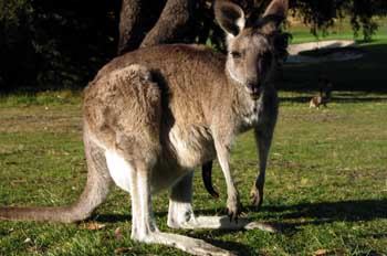 Canguro gris, Australia