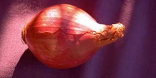 Cebolla