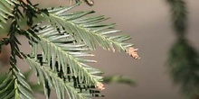 Secuoya de California (Sequoia sempervirens)