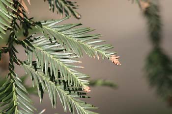 Secuoya de California (Sequoia sempervirens)