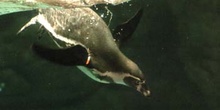 Pingüino de Humboldt (Spheniscus humboldti)