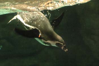 Pingüino de Humboldt (Spheniscus humboldti)