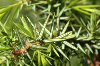 Enebro común - Hoja (Juniperus communis)