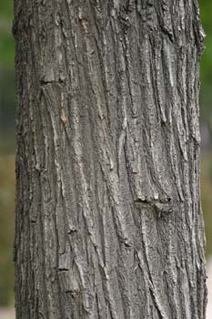 Pan y quesillos - Tronco (Robinia pseudoacacia)