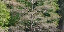 Cipres de los pantanos (Taxodium distichum)