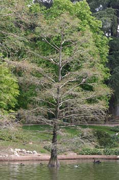 Cipres de los pantanos (Taxodium distichum)