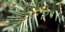 Tejo (Taxus baccata)