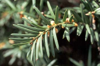 Tejo (Taxus baccata)