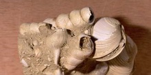 Fondo marino Bivalvos(Molusco-Bivalvo) Mioceno