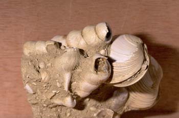 Fondo marino Bivalvos(Molusco-Bivalvo) Mioceno