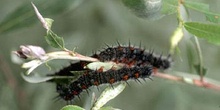 Antiopa - Larva (Nymphalis antiopa)