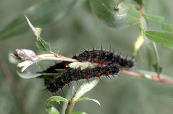 Antiopa - Larva (Nymphalis antiopa)