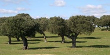 Encina - Bosque (Quercus ilex)